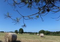 Vu sur les champs